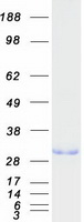 Geminin Protein - Purified recombinant protein GMNN was analyzed by SDS-PAGE gel and Coomassie Blue Staining