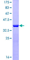 GFAP Protein - 12.5% SDS-PAGE Stained with Coomassie Blue.