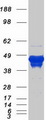 GFAP Protein - Purified recombinant protein GFAP was analyzed by SDS-PAGE gel and Coomassie Blue Staining