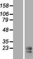 GFER Protein - Western validation with an anti-DDK antibody * L: Control HEK293 lysate R: Over-expression lysate