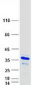 GFER Protein - Purified recombinant protein GFER was analyzed by SDS-PAGE gel and Coomassie Blue Staining