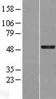 GFI1 Protein - Western validation with an anti-DDK antibody * L: Control HEK293 lysate R: Over-expression lysate