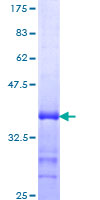 GFI1 Protein - 12.5% SDS-PAGE Stained with Coomassie Blue.