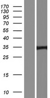 GFI1B Protein - Western validation with an anti-DDK antibody * L: Control HEK293 lysate R: Over-expression lysate