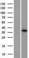 GFI1B Protein - Western validation with an anti-DDK antibody * L: Control HEK293 lysate R: Over-expression lysate