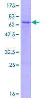 GFI1B Protein - 12.5% SDS-PAGE of human GFI1B stained with Coomassie Blue