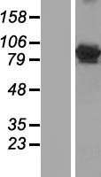 GFM1 Protein - Western validation with an anti-DDK antibody * L: Control HEK293 lysate R: Over-expression lysate