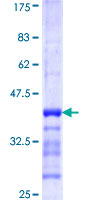 GFM1 Protein - 12.5% SDS-PAGE Stained with Coomassie Blue.