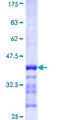 GFM1 Protein - 12.5% SDS-PAGE Stained with Coomassie Blue.