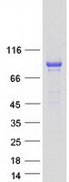 GFM1 Protein - Purified recombinant protein GFM1 was analyzed by SDS-PAGE gel and Coomassie Blue Staining