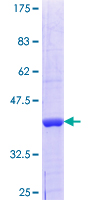 GFM2 Protein - 12.5% SDS-PAGE Stained with Coomassie Blue.