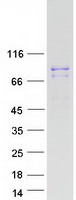 GFM2 Protein - Purified recombinant protein GFM2 was analyzed by SDS-PAGE gel and Coomassie Blue Staining