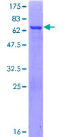 GFOD1 Protein - 12.5% SDS-PAGE of human GFOD1 stained with Coomassie Blue