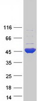 GFOD1 Protein - Purified recombinant protein GFOD1 was analyzed by SDS-PAGE gel and Coomassie Blue Staining