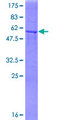 GFOD2 Protein - 12.5% SDS-PAGE of human GFOD2 stained with Coomassie Blue