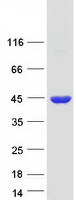 GFOD2 Protein - Purified recombinant protein GFOD2 was analyzed by SDS-PAGE gel and Coomassie Blue Staining