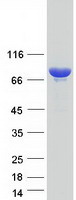 GFPT1 / GFAT Protein - Purified recombinant protein GFPT1 was analyzed by SDS-PAGE gel and Coomassie Blue Staining