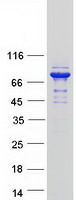 GFPT2 Protein - Purified recombinant protein GFPT2 was analyzed by SDS-PAGE gel and Coomassie Blue Staining