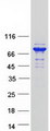 GFPT2 Protein - Purified recombinant protein GFPT2 was analyzed by SDS-PAGE gel and Coomassie Blue Staining