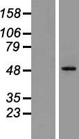 GFRA1 / GFR Alpha Protein - Western validation with an anti-DDK antibody * L: Control HEK293 lysate R: Over-expression lysate