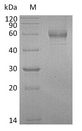 GFRA1 / GFR Alpha Protein - (Tris-Glycine gel) Discontinuous SDS-PAGE (reduced) with 5% enrichment gel and 15% separation gel.