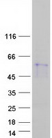 GFRA1 / GFR Alpha Protein - Purified recombinant protein GFRA1 was analyzed by SDS-PAGE gel and Coomassie Blue Staining