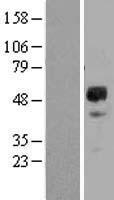 GFRA2 Protein - Western validation with an anti-DDK antibody * L: Control HEK293 lysate R: Over-expression lysate