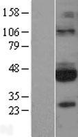 GFRA3 Protein - Western validation with an anti-DDK antibody * L: Control HEK293 lysate R: Over-expression lysate