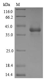 GFRAL Protein - (Tris-Glycine gel) Discontinuous SDS-PAGE (reduced) with 5% enrichment gel and 15% separation gel.