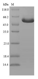GFRAL Protein - (Tris-Glycine gel) Discontinuous SDS-PAGE (reduced) with 5% enrichment gel and 15% separation gel.