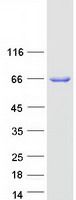 GGA2 Protein - Purified recombinant protein GGA2 was analyzed by SDS-PAGE gel and Coomassie Blue Staining