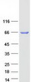 GGA2 Protein - Purified recombinant protein GGA2 was analyzed by SDS-PAGE gel and Coomassie Blue Staining