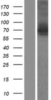 GGA3 Protein - Western validation with an anti-DDK antibody * L: Control HEK293 lysate R: Over-expression lysate