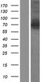 GGA3 Protein - Western validation with an anti-DDK antibody * L: Control HEK293 lysate R: Over-expression lysate