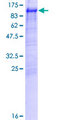 GGA3 Protein - 12.5% SDS-PAGE of human GGA3 stained with Coomassie Blue