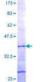 GGA3 Protein - 12.5% SDS-PAGE Stained with Coomassie Blue.