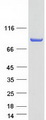 GGA3 Protein - Purified recombinant protein GGA3 was analyzed by SDS-PAGE gel and Coomassie Blue Staining