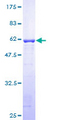 GGPS1 Protein - 12.5% SDS-PAGE of human GGPS1 stained with Coomassie Blue