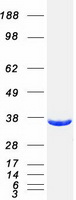 GGPS1 Protein - Purified recombinant protein GGPS1 was analyzed by SDS-PAGE gel and Coomassie Blue Staining