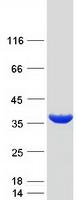 GGPS1 Protein - Purified recombinant protein GGPS1 was analyzed by SDS-PAGE gel and Coomassie Blue Staining