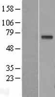 GGT1 / GGT Protein - Western validation with an anti-DDK antibody * L: Control HEK293 lysate R: Over-expression lysate