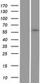 GGTLA1 / GGT5 Protein - Western validation with an anti-DDK antibody * L: Control HEK293 lysate R: Over-expression lysate