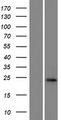 GGTLA4 / GGTLC1 Protein - Western validation with an anti-DDK antibody * L: Control HEK293 lysate R: Over-expression lysate