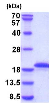 GH / Growth Hormone Protein