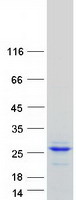 GH / Growth Hormone Protein - Purified recombinant protein GH1 was analyzed by SDS-PAGE gel and Coomassie Blue Staining