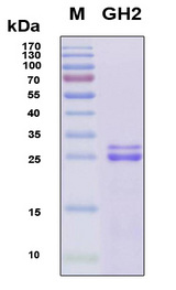 GH2 Protein - SDS-PAGE under reducing conditions and visualized by Coomassie blue staining