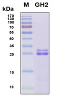 GH2 Protein - SDS-PAGE under reducing conditions and visualized by Coomassie blue staining