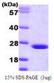 GHBP / BLVRB Protein