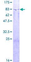 GHDC Protein - 12.5% SDS-PAGE of human GHDC stained with Coomassie Blue