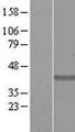 GHITM Protein - Western validation with an anti-DDK antibody * L: Control HEK293 lysate R: Over-expression lysate